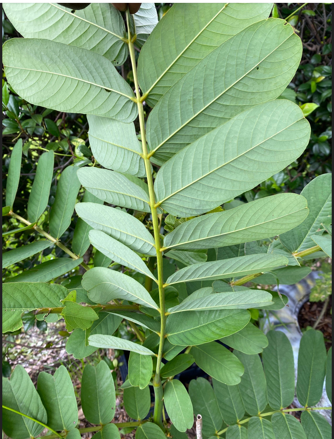 Cassia Alata Leaves