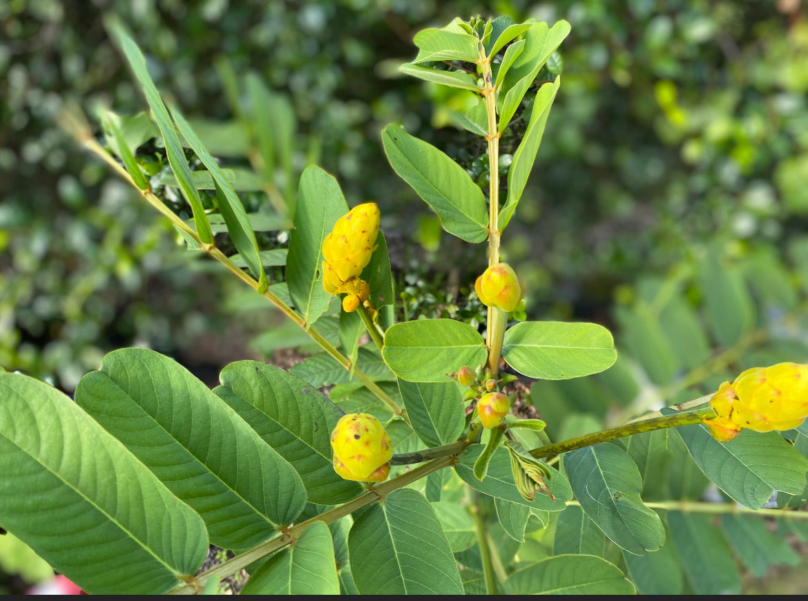 Cassia Alata Leaves