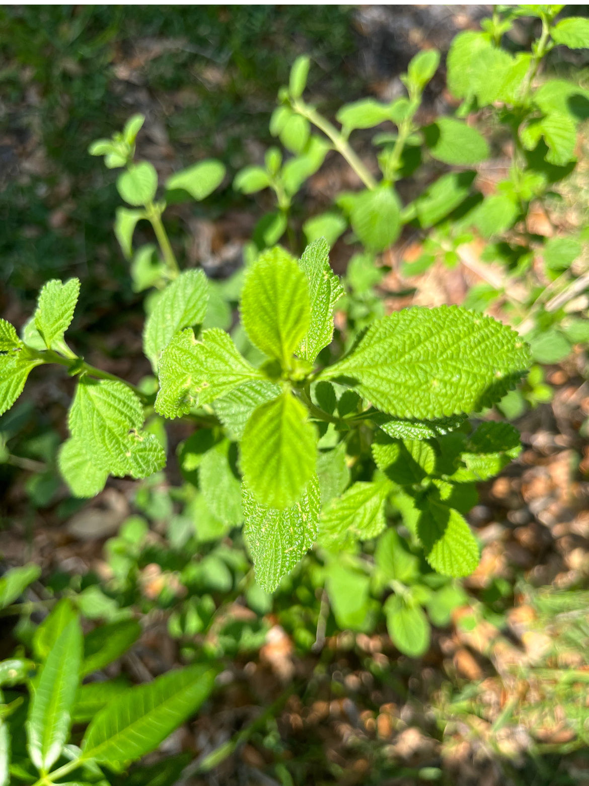 Lippia Alba/Mint Plant