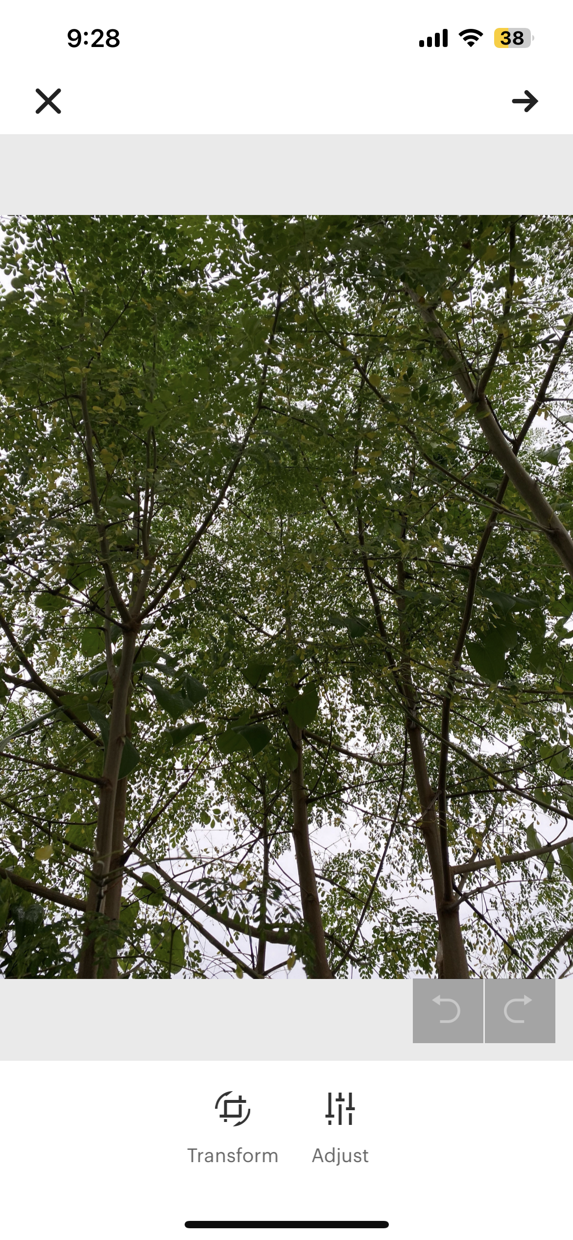 Dried Moringa Leaves