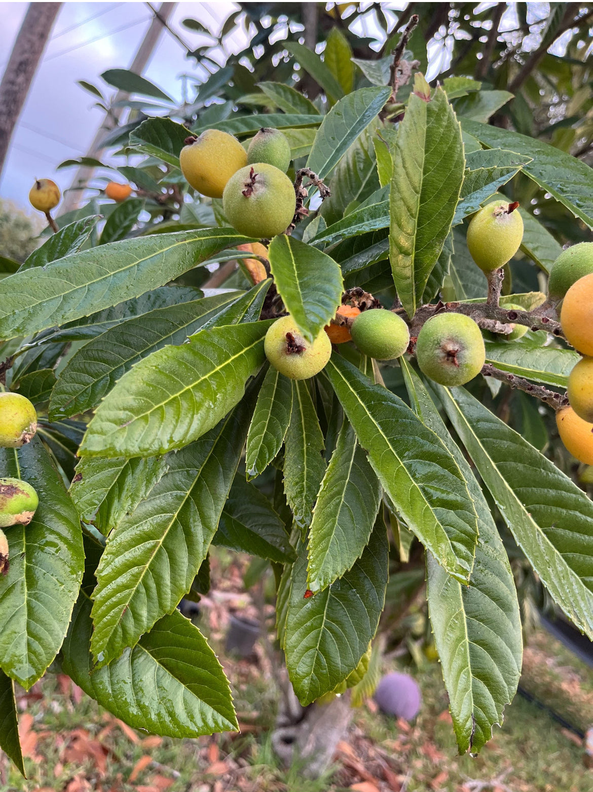 Loquat Leaves aka Japanese Plum Leaves