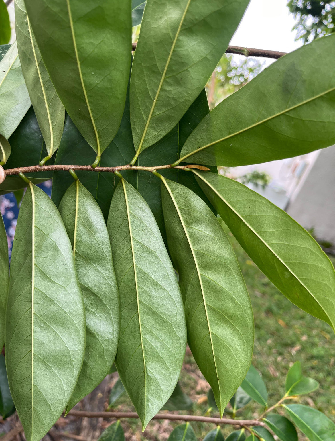 Soursop Leaves