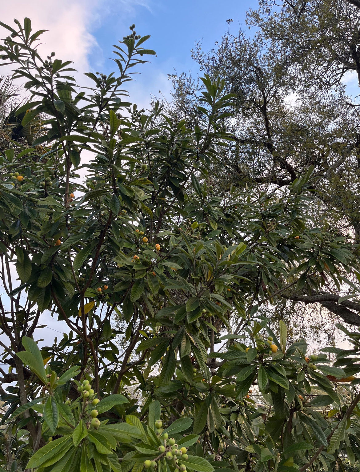 Loquat Leaves aka Japanese Plum Leaves