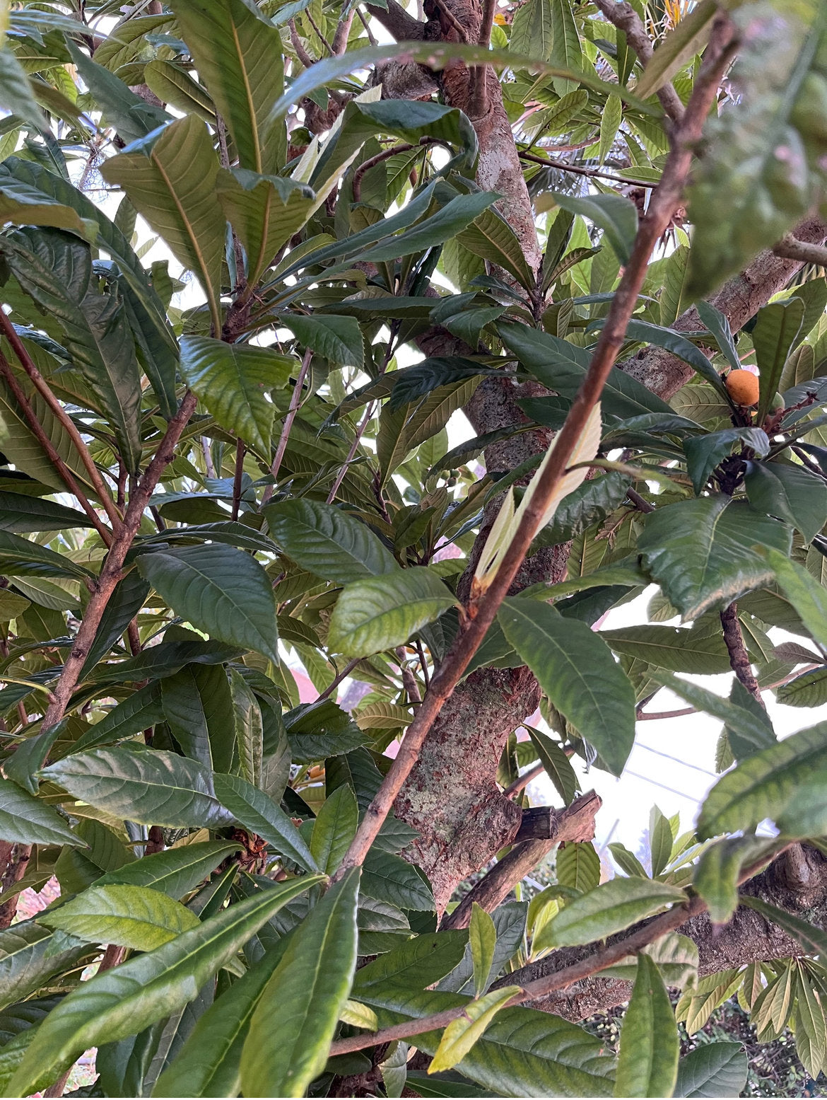 Loquat Leaves aka Japanese Plum Leaves