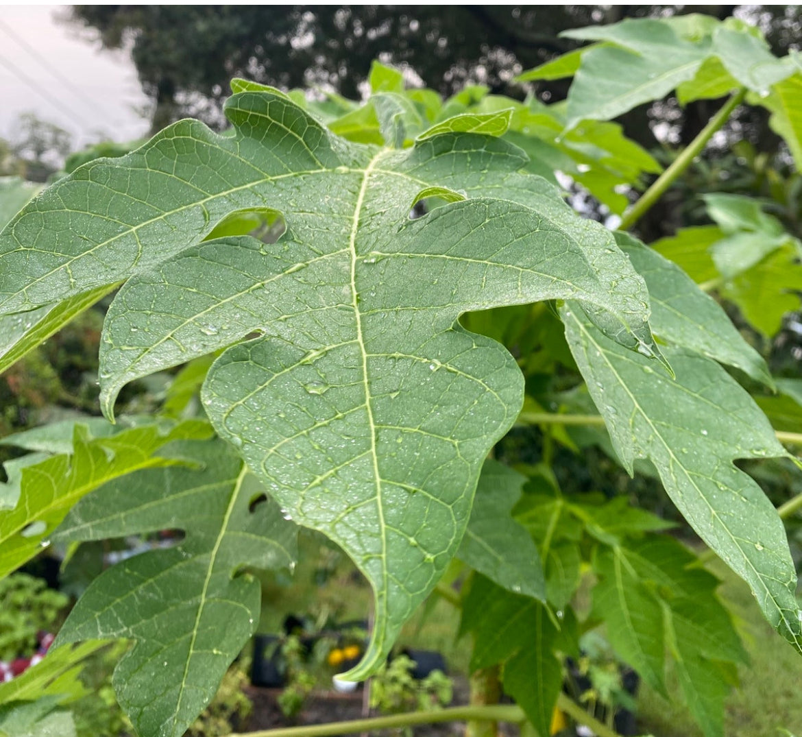 Papaya Leaves