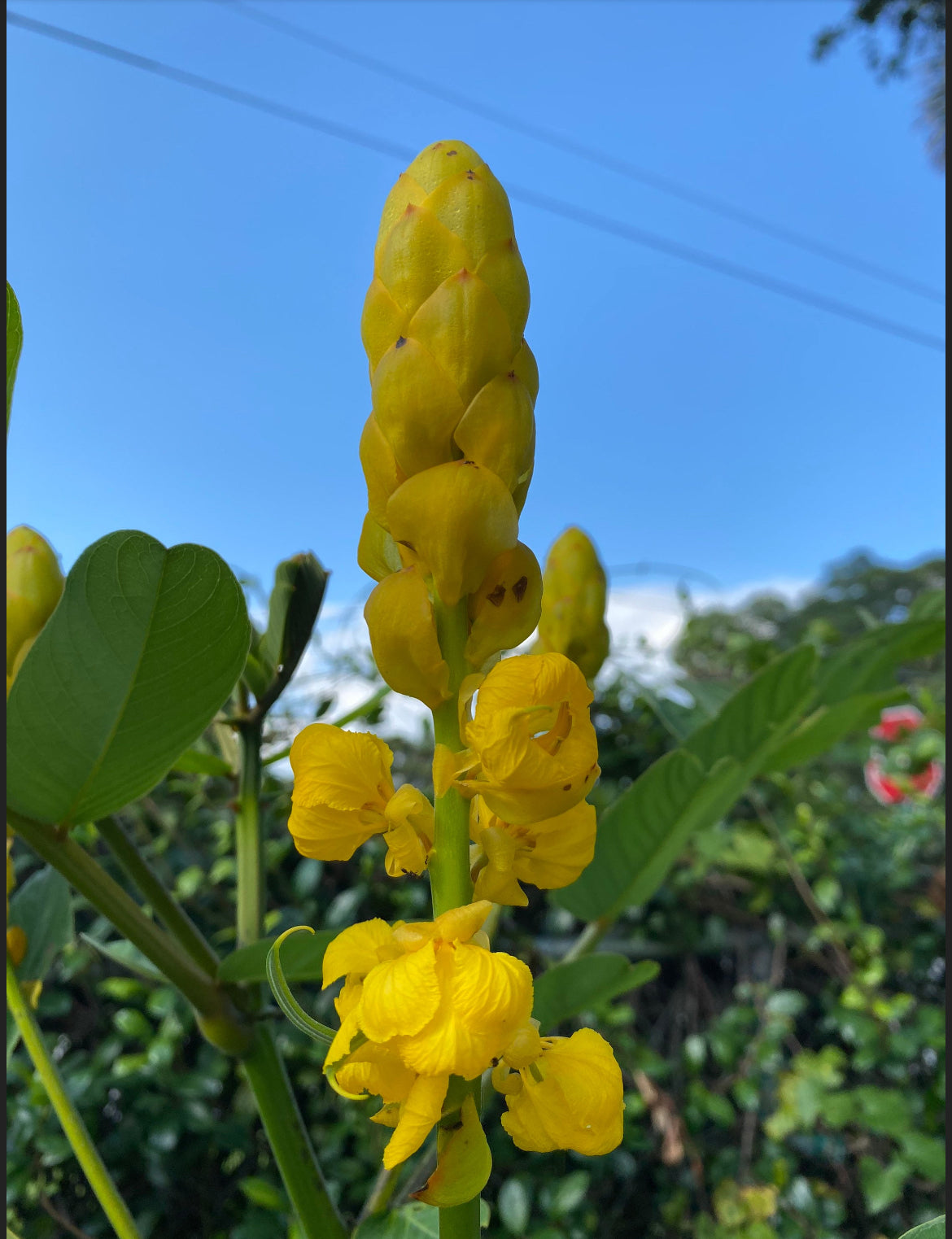 Cassia Alata Leaves