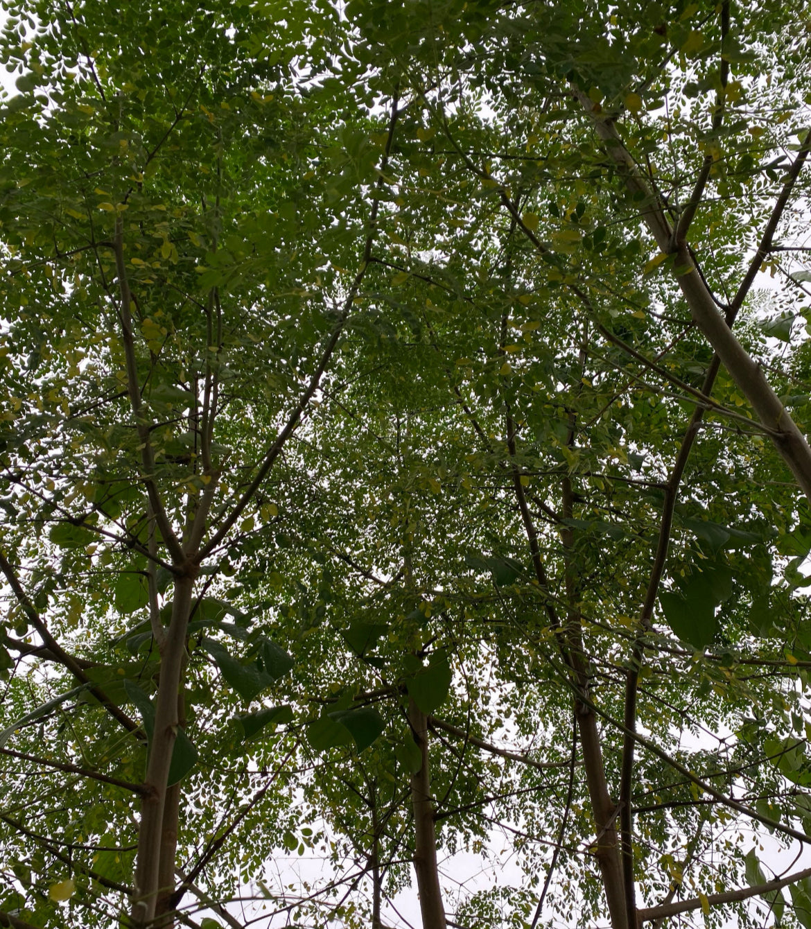 Dried Moringa Leaves