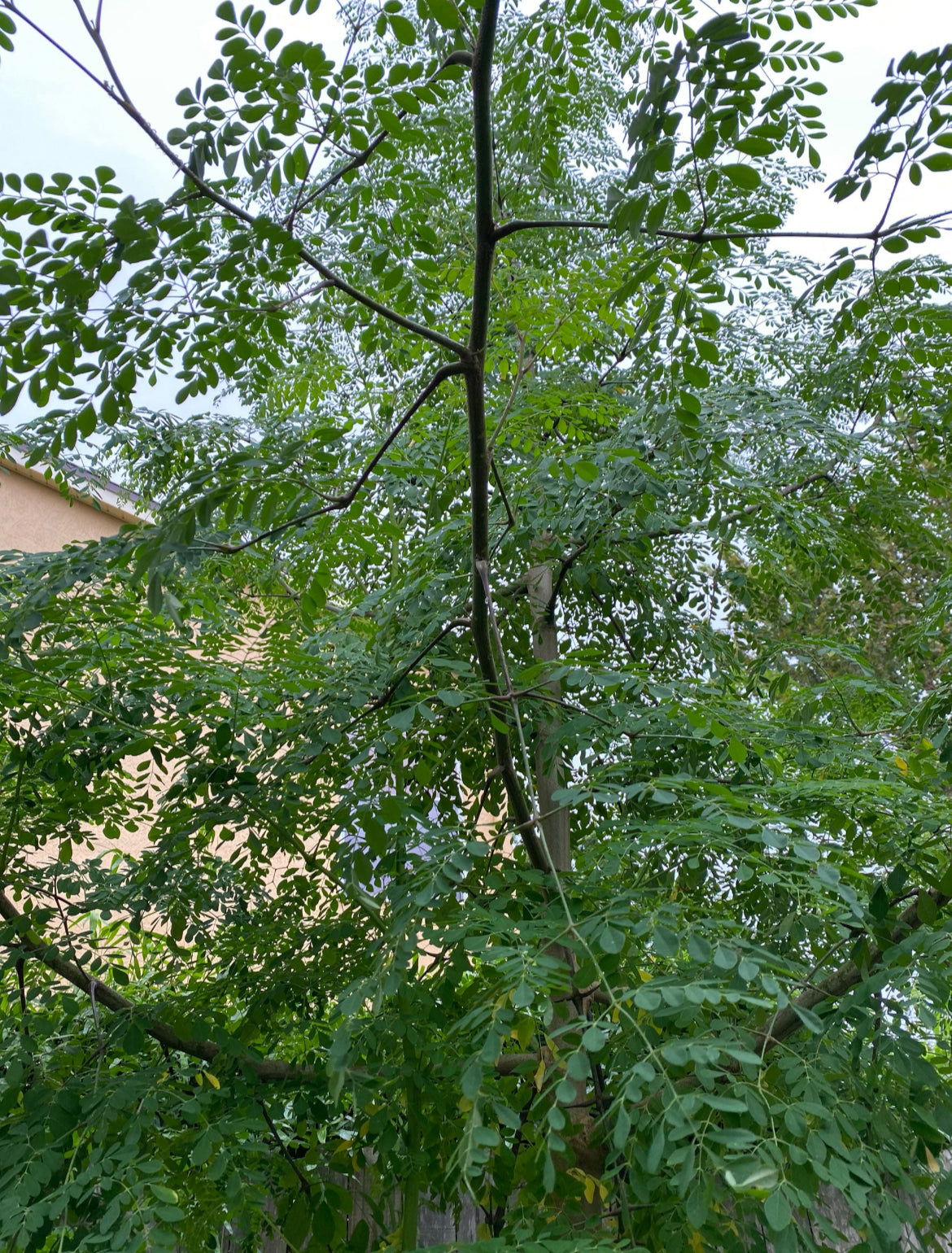 Dried Moringa Leaves