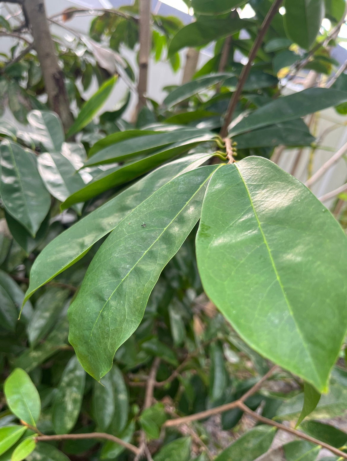 Soursop Leaves