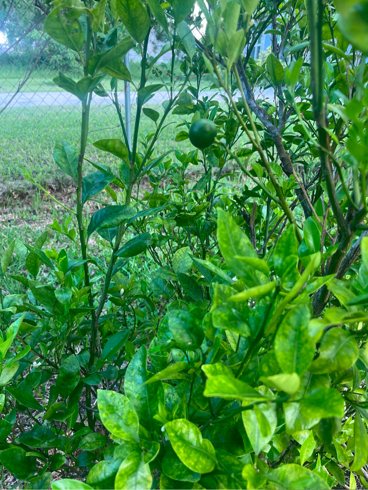 Calamondin Trees (Calamansi Tree)