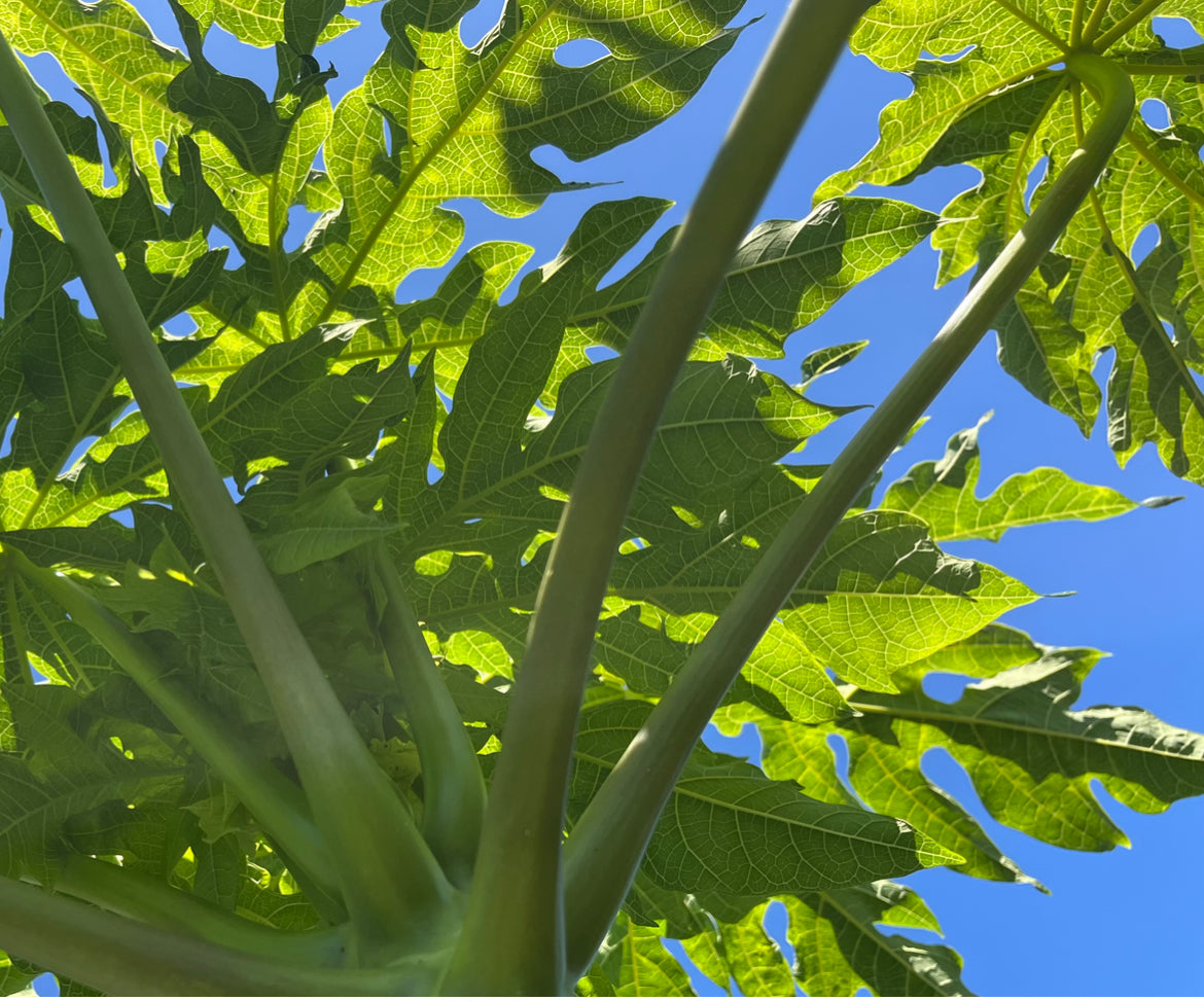 Papaya Leaves