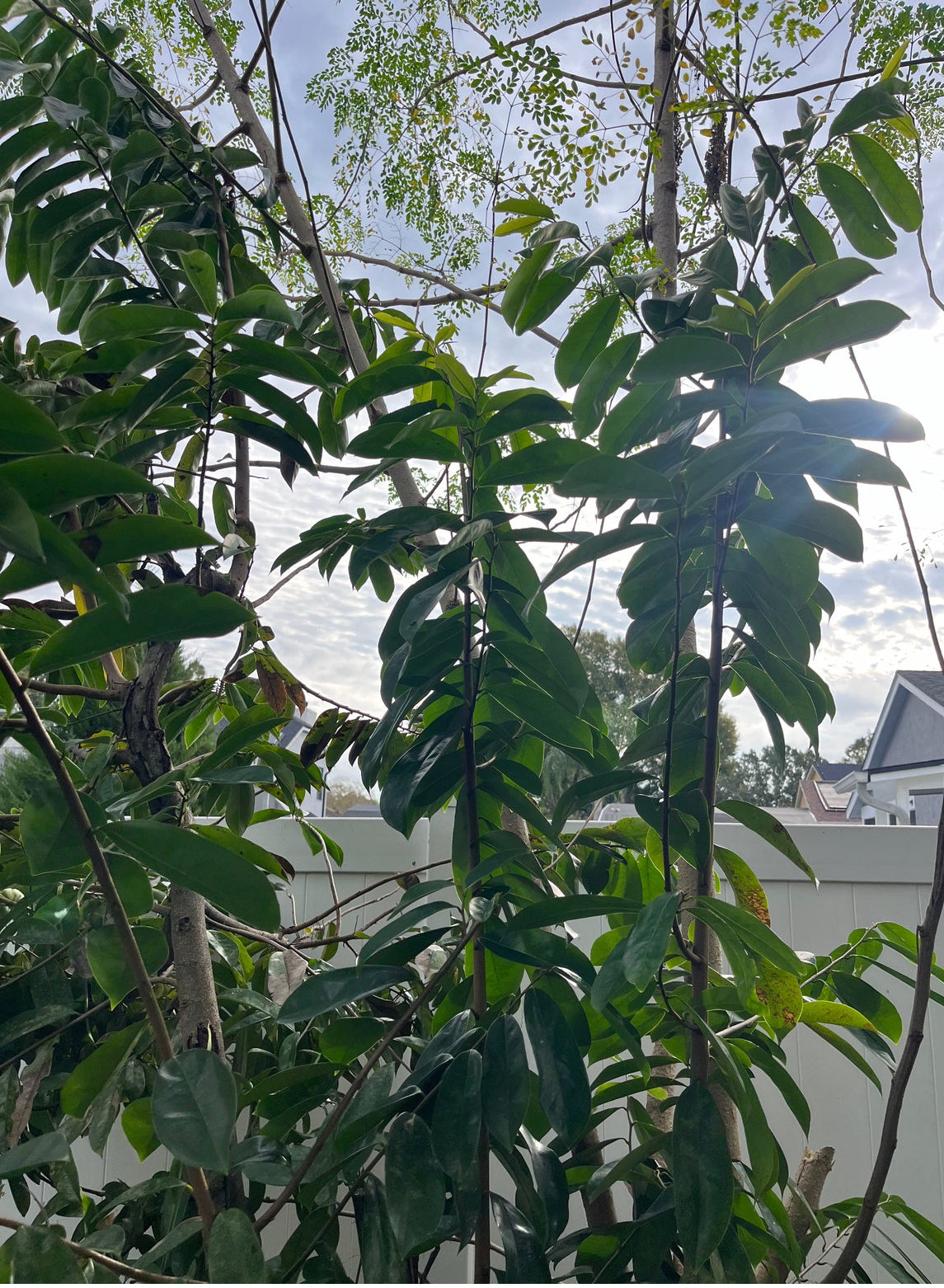 Soursop Leaves