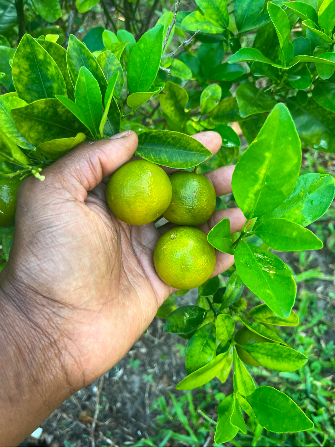 Calamondin Trees (Calamansi Tree)