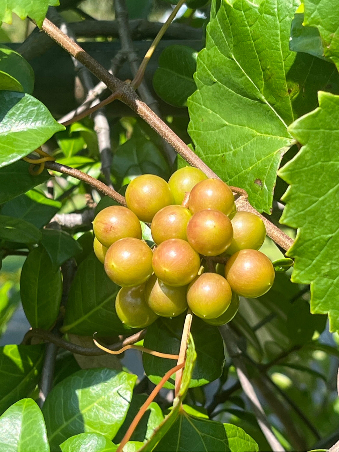 Muscadine Grape Seeds