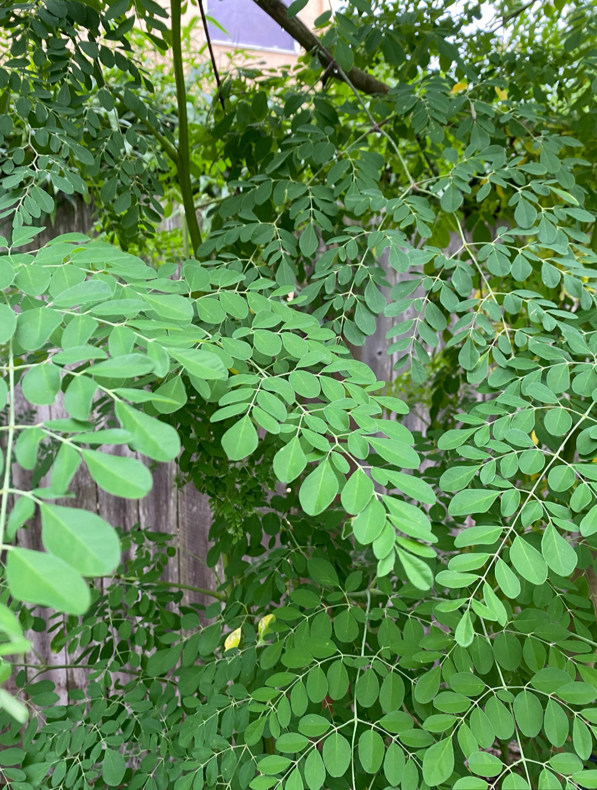 Dried Moringa Leaves