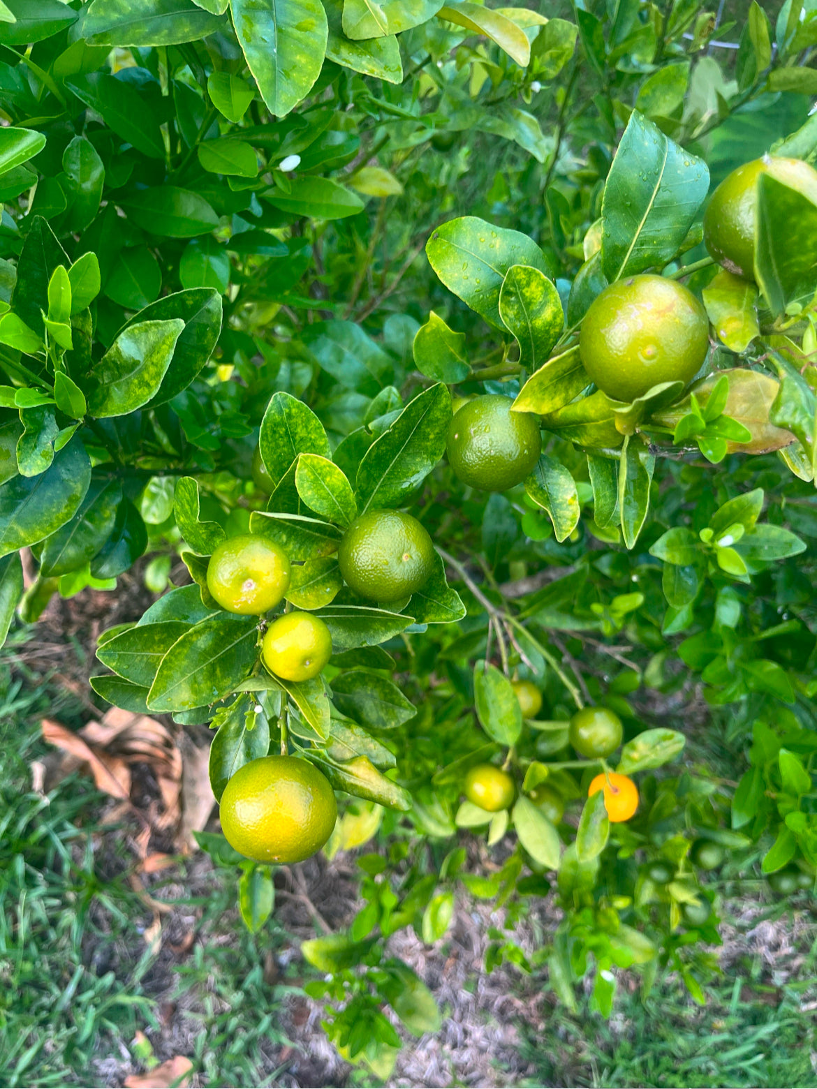 Calamondin Trees (Calamansi Tree)