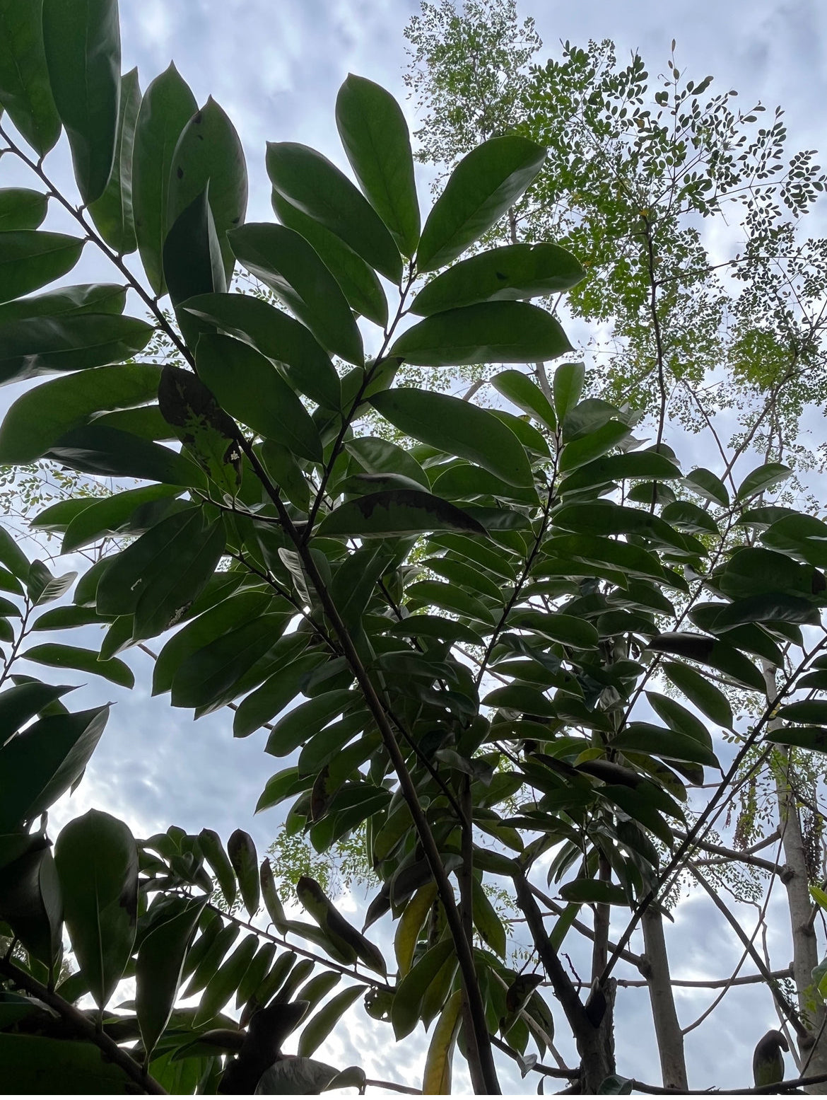 Soursop Leaves