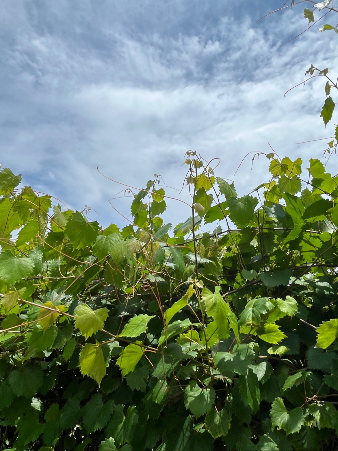 Muscadine Grape Seeds