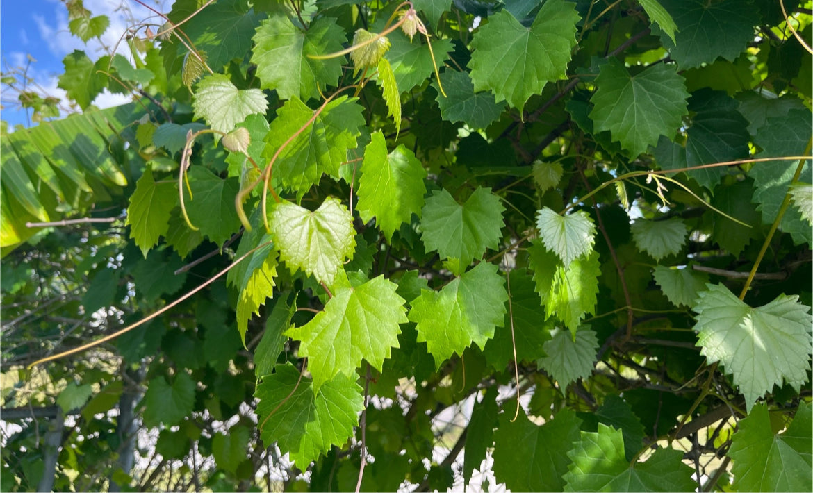 Muscadine Grape Seeds