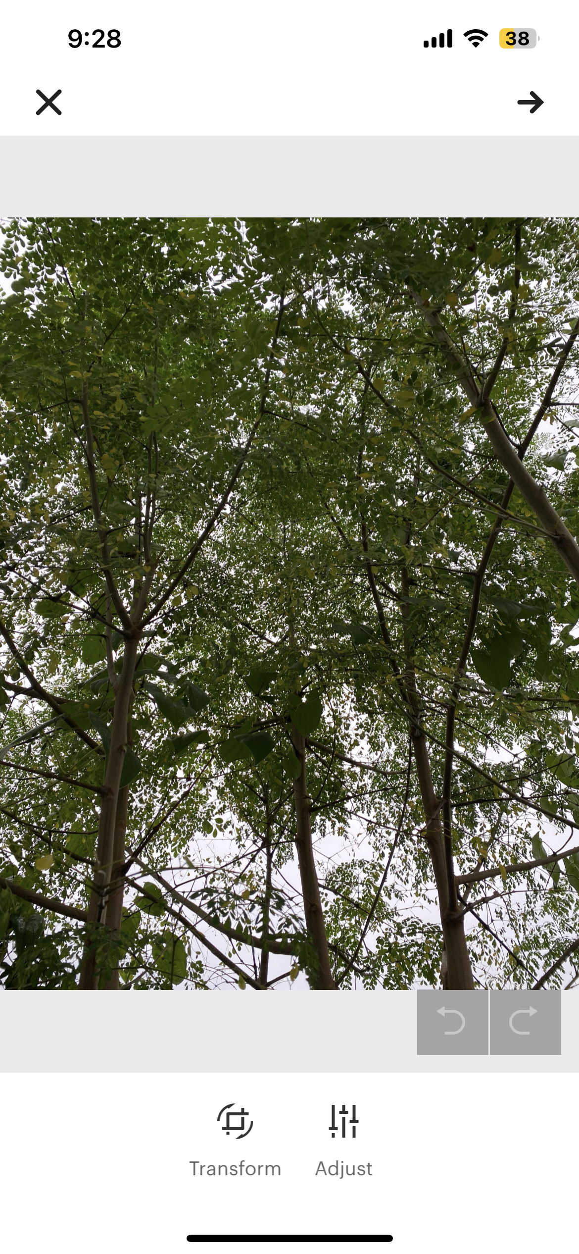 Dried Moringa Leaves