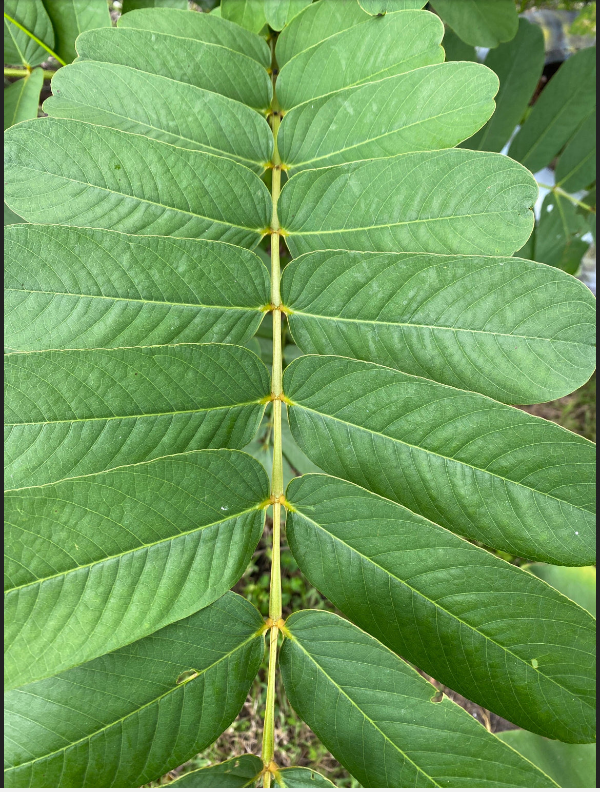 Cassia Alata Leaves