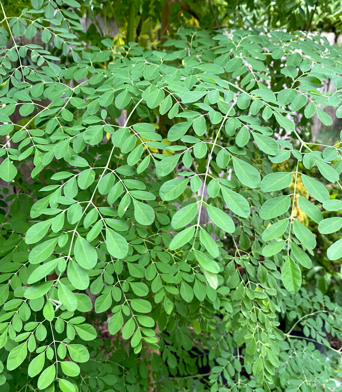 Dried Moringa Leaves