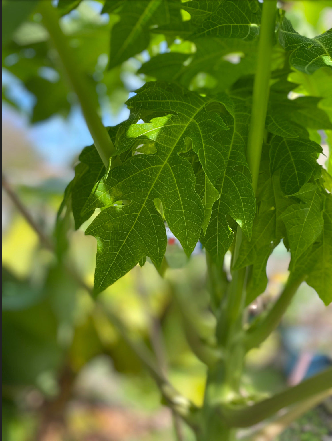 Papaya Leaves