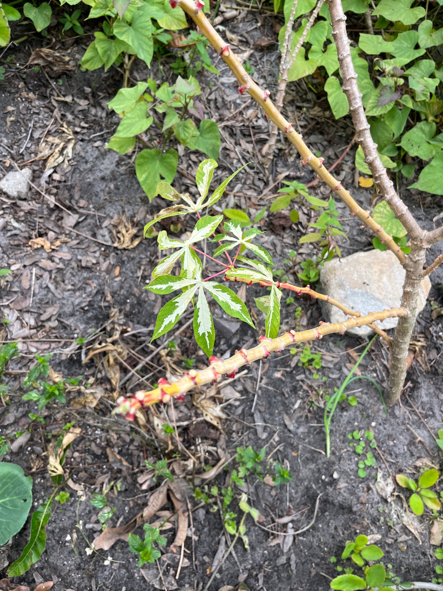 5 Cassava Cuttings