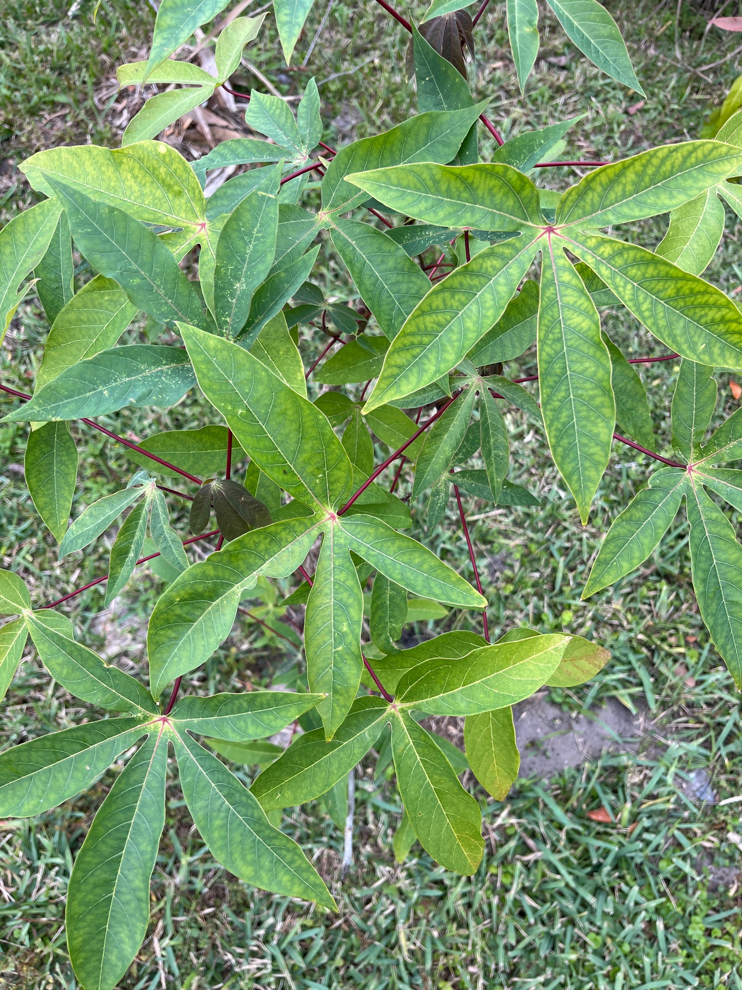 5 Cassava Cuttings